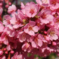 5038838004728 1 Prunus Kursar 12l.JPG